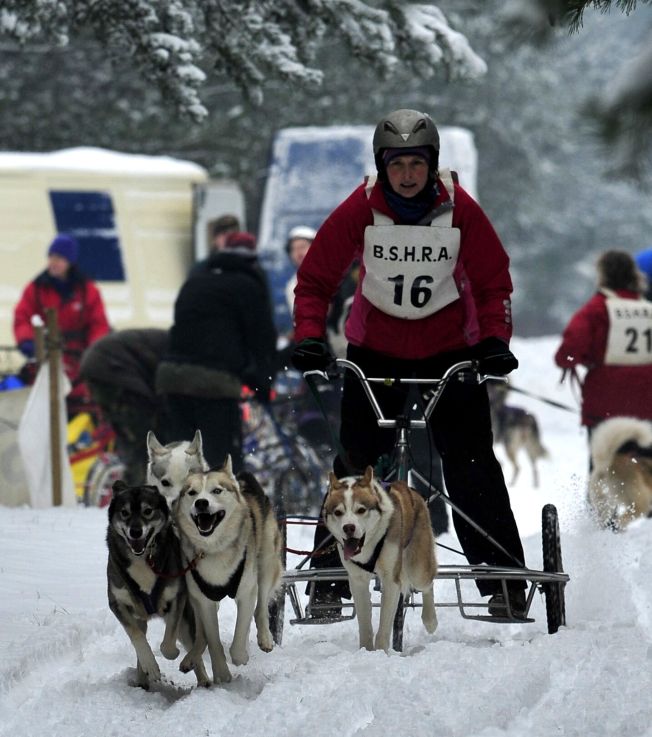 Ali's 4 dog team, race rig on snow (2011/12 season)