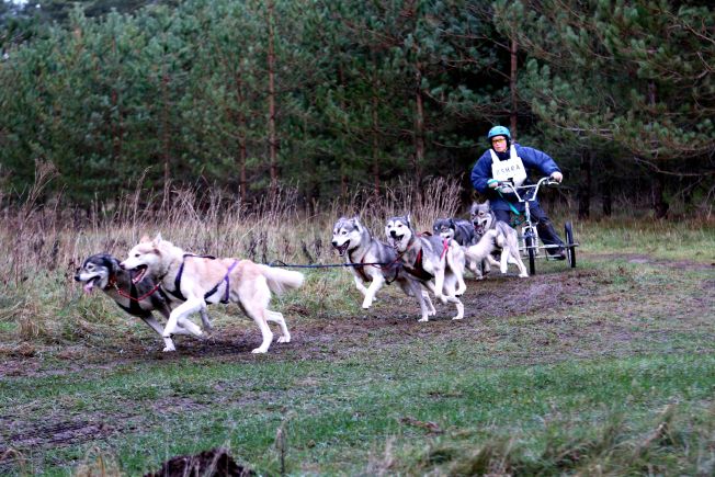 Sally's 6 dog team (2015/16 season)