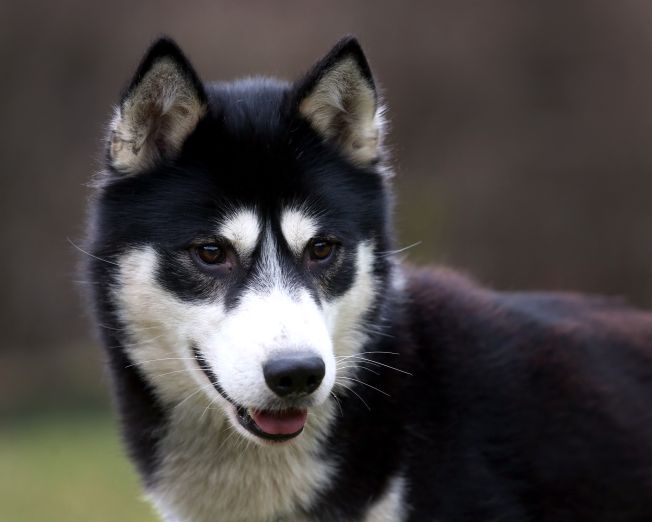 Solo  (Ch Forstal's Solo) 23/01/13, who was our first and so far only, single pup