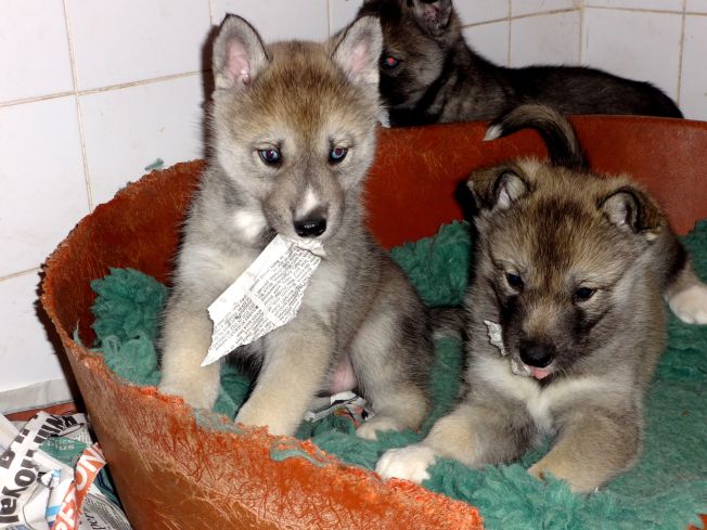 Sooty's pups x Rocky (Amarok Av Vargevaas of Forstal)