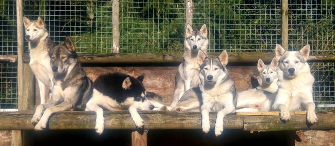 Sunning themselves on their platform, which is in the concrete run