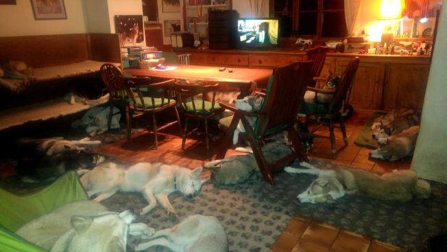 The pack relaxing in the TV/dog room