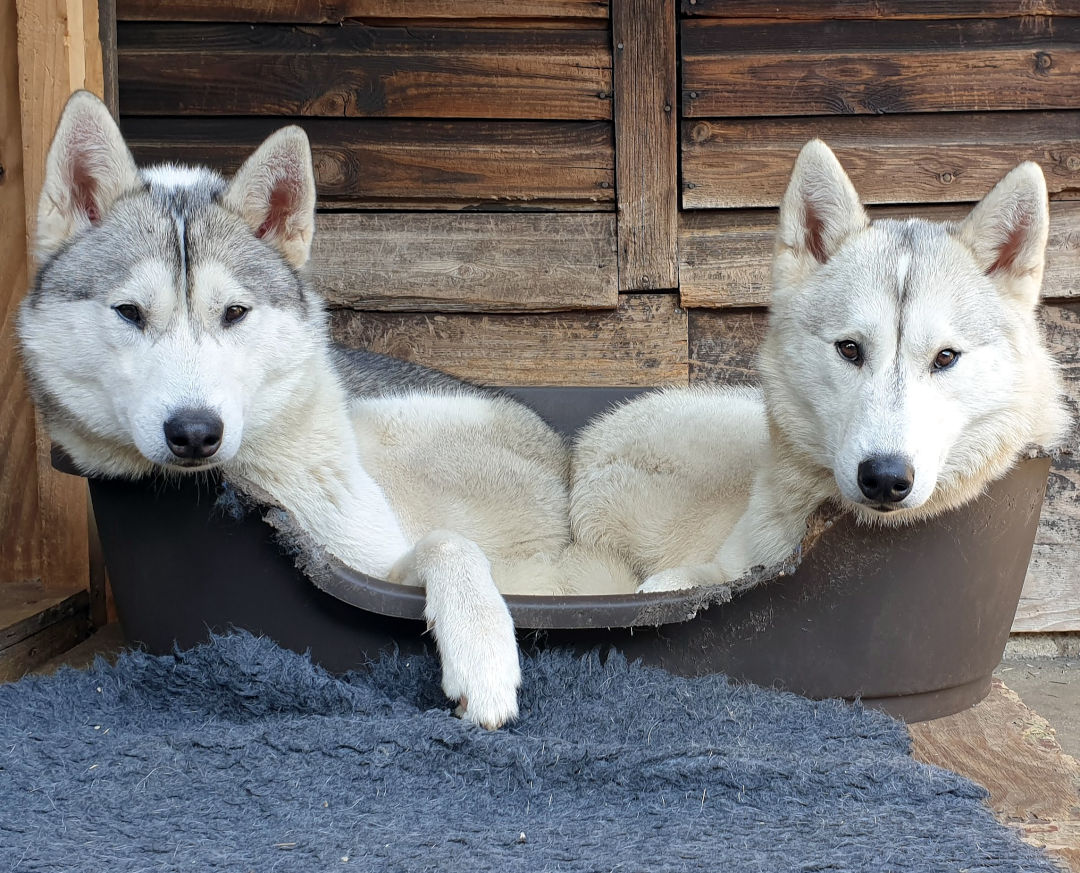 Siberian Huskies