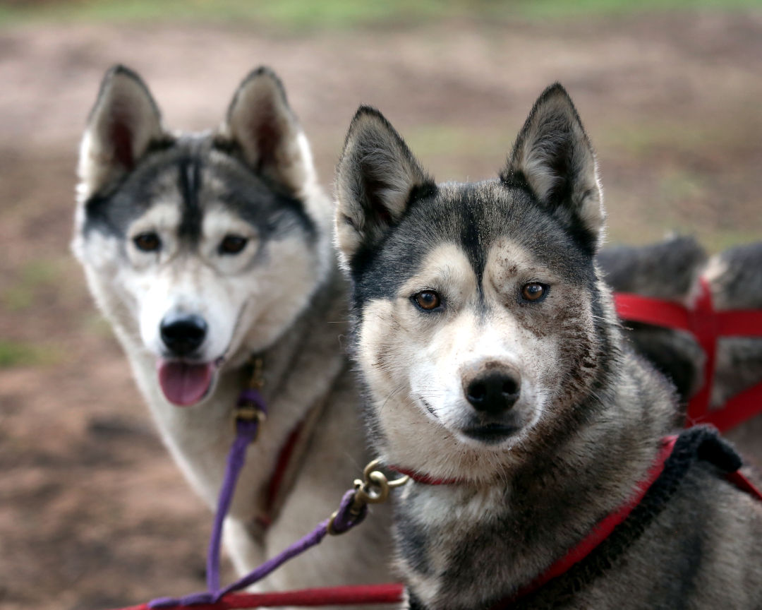 Siberian Huskies