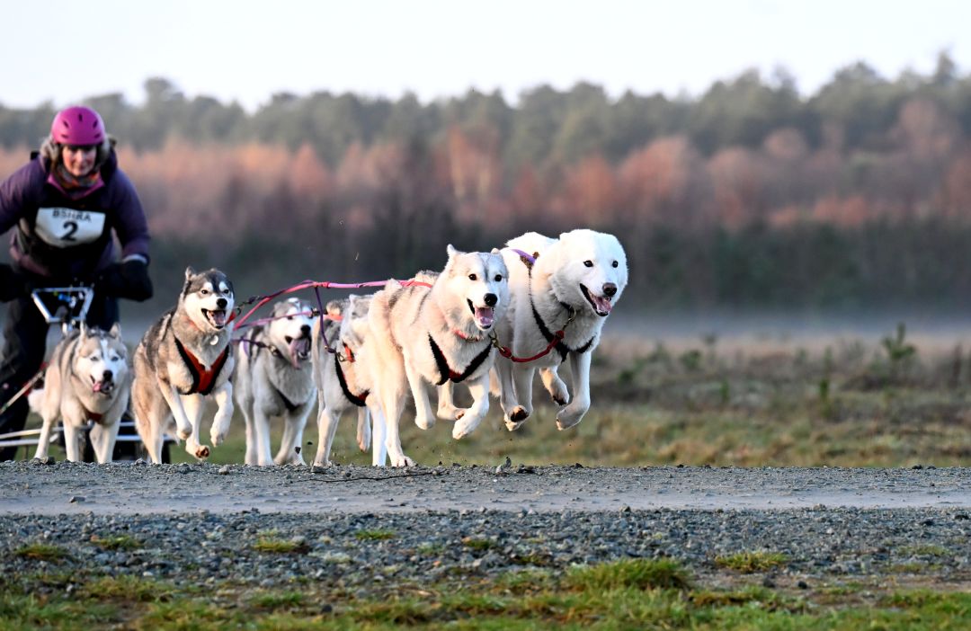 Ali's 6 dog team (2025/26 season)