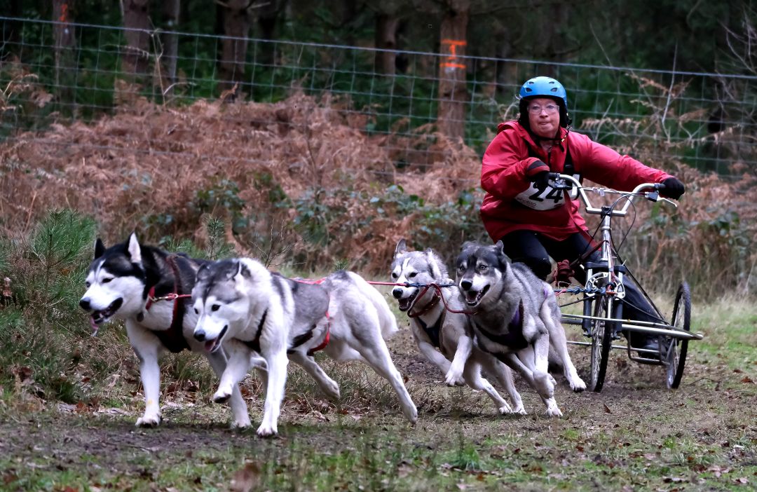 Sally's 4 dog team (2019/20 season)