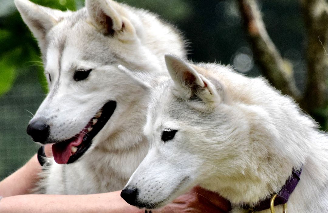 Kitty and Spruce in the pup/dog field