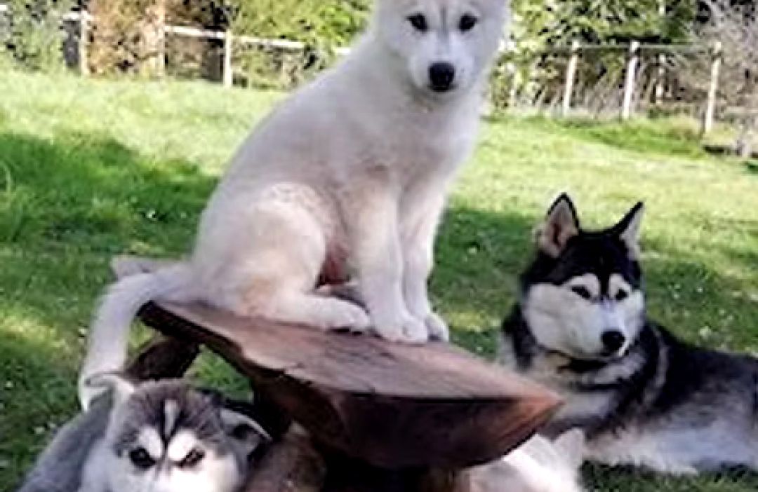 Moley puppy sitting Spruce pup and family