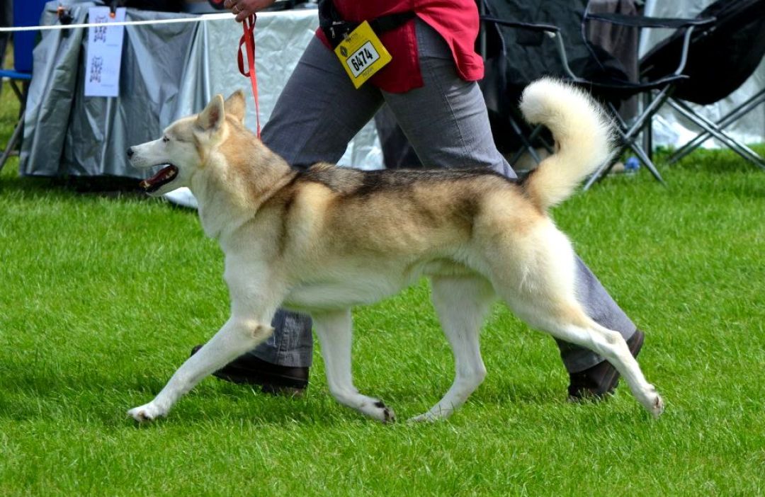 Nik (Ch Forstal Pabornik) moving in the showring