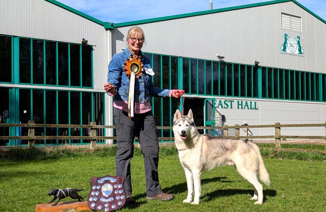 Rowan (Forstal's Xans Rhuadan) winning BIS at the SHCGB Ch Show April 2025