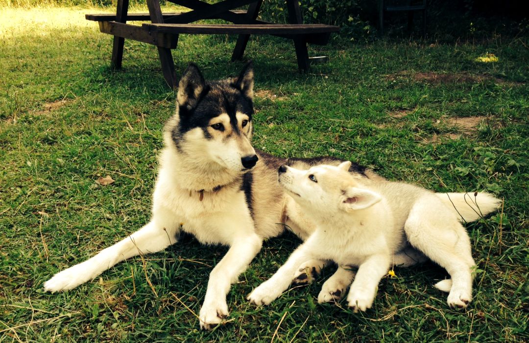 Skal and puppy Kite (Ch Forstal's Kite) in the pup field