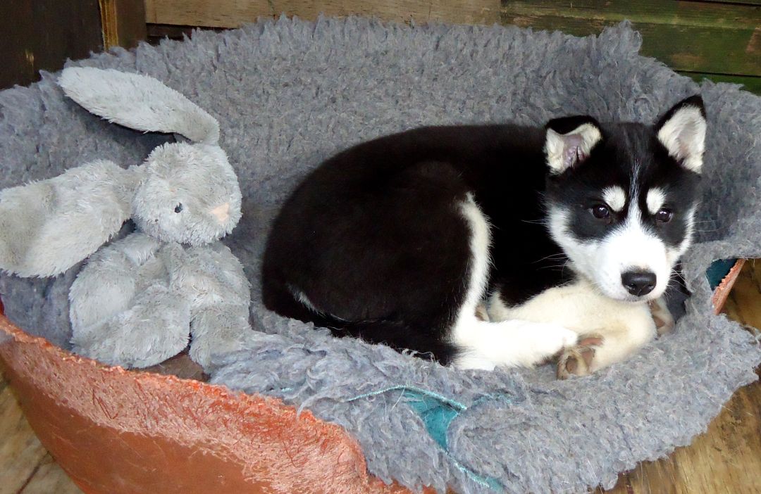 Solo and his surrogate 'littermate Roger Rabbit', which he still loves to play with at age 13 years.