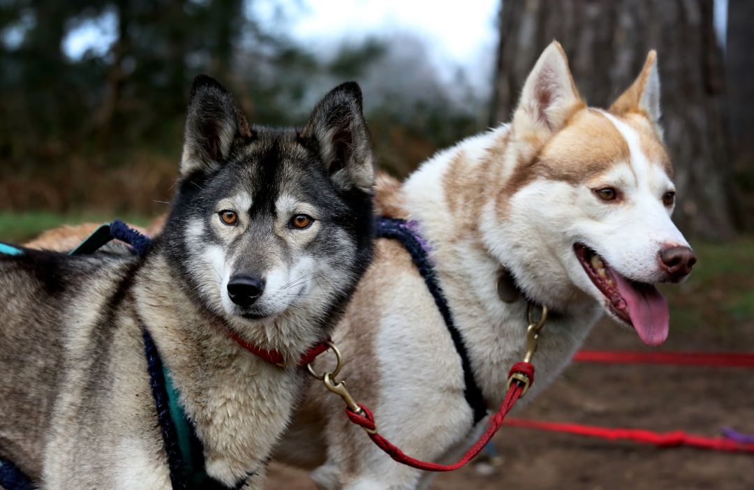 Sooty and Wiley (Forstal's Pipinoke) Both excellent leaders of the fast 6